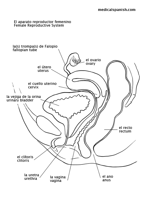 female-reproductive-system