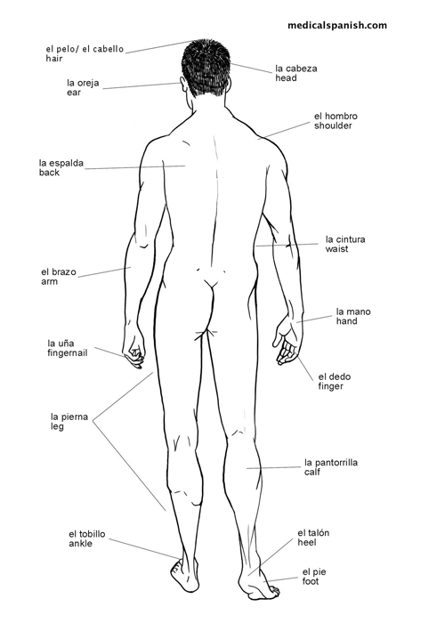 posterior-view