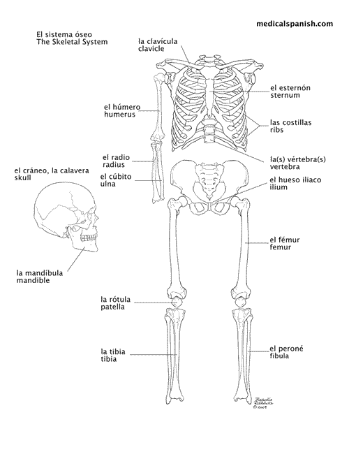 Medical Spanish Illustration: Skeletal System